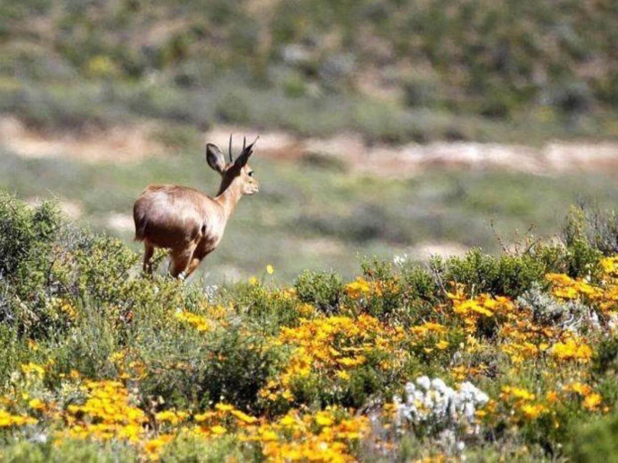 Aardvark Bioreserve Ladismith Zewnętrze zdjęcie