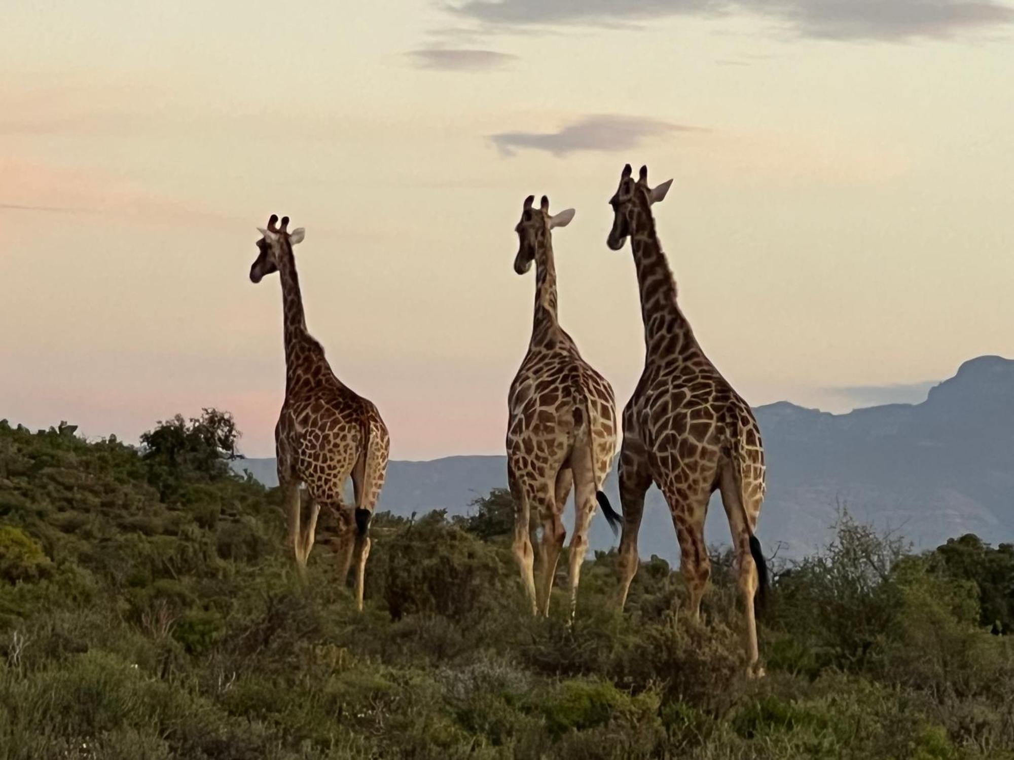 Aardvark Bioreserve Ladismith Zewnętrze zdjęcie