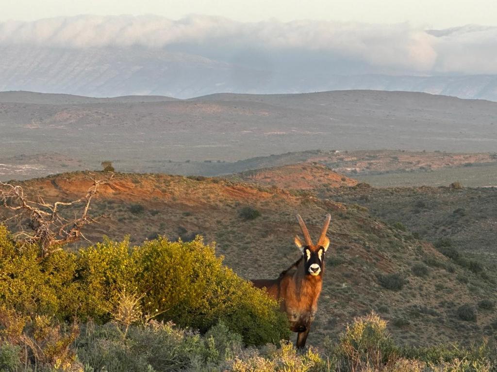Aardvark Bioreserve Ladismith Zewnętrze zdjęcie